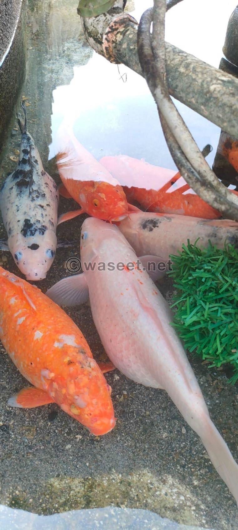 For sale, the number of carp fish is large and the colors are beautiful  0