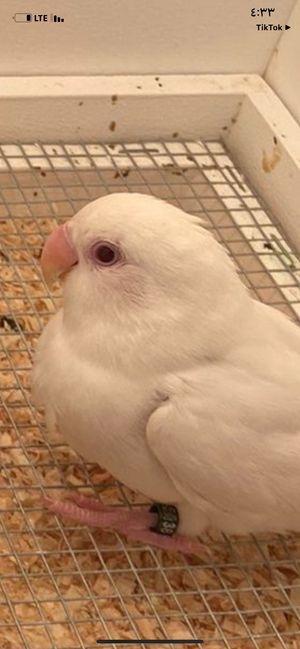 Lovebird albino raised it for sale